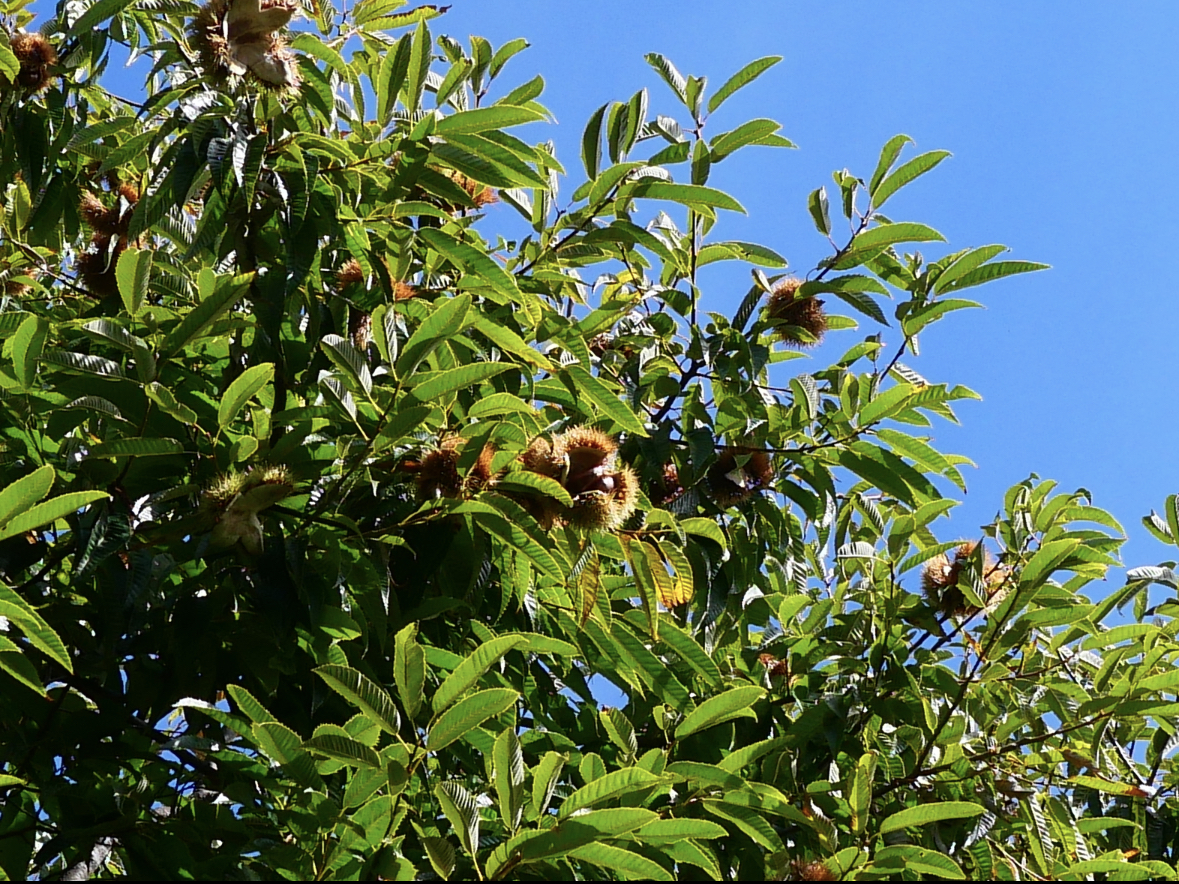 まてな生活〜秋のめぐみをいただく〜