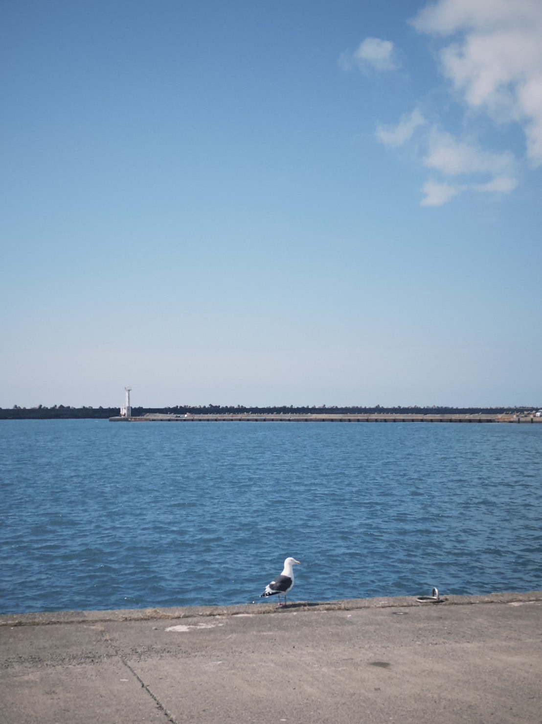 浦河町ワーキングホリデーを通して考えたこと