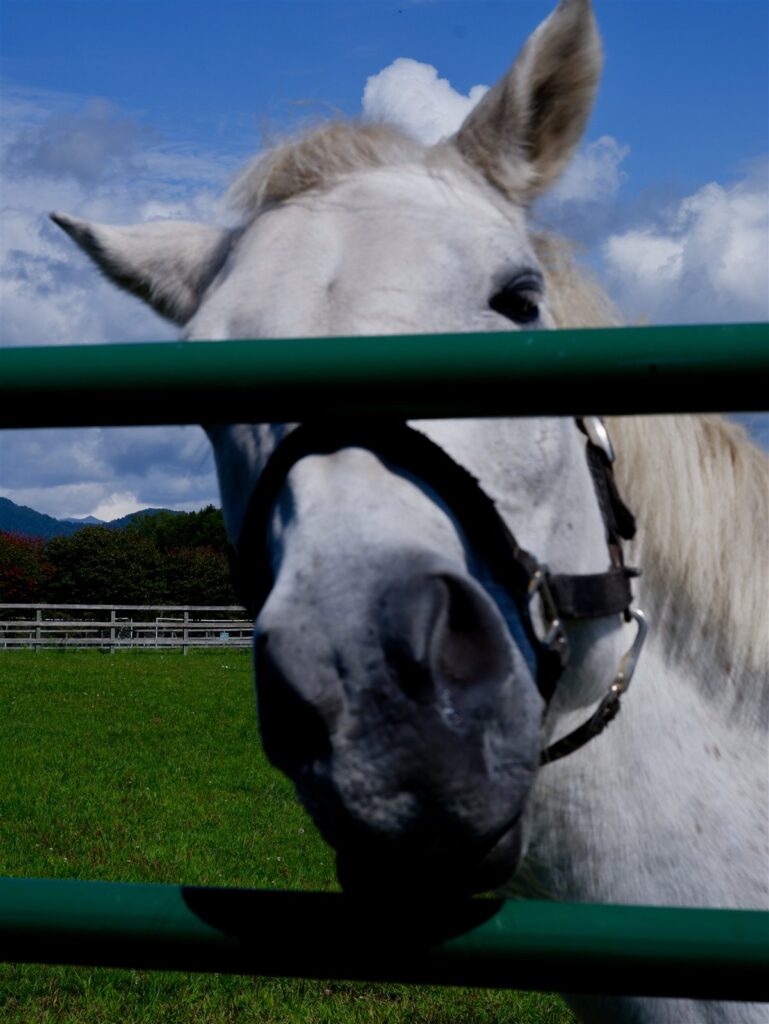 柵の向こうからこちらを見る白い馬