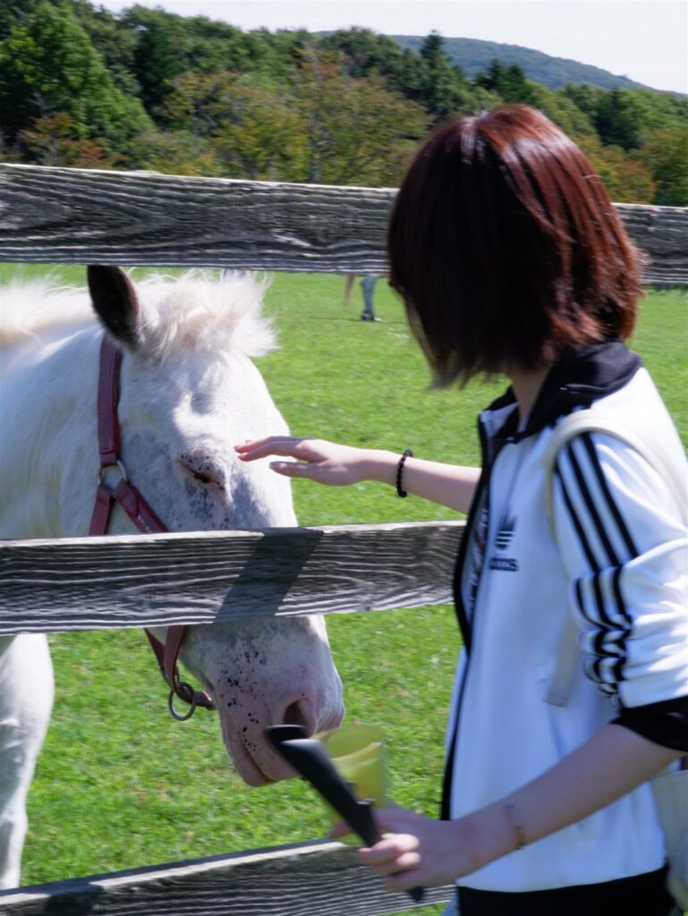 白い馬をなでる人